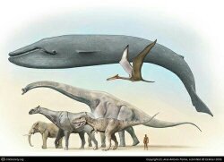 Detail Paus Biru Vs Megalodon Nomer 24
