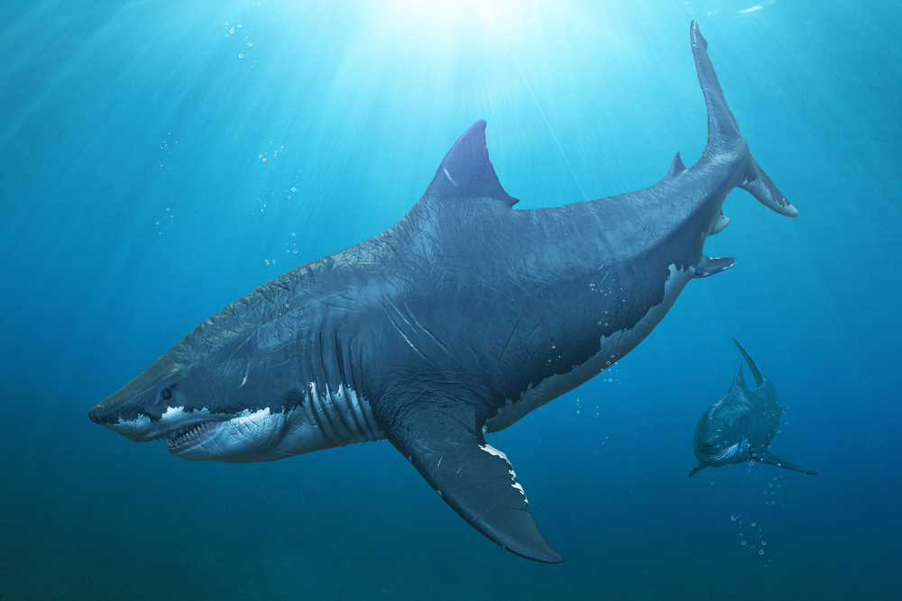 Detail Paus Biru Vs Megalodon Nomer 28