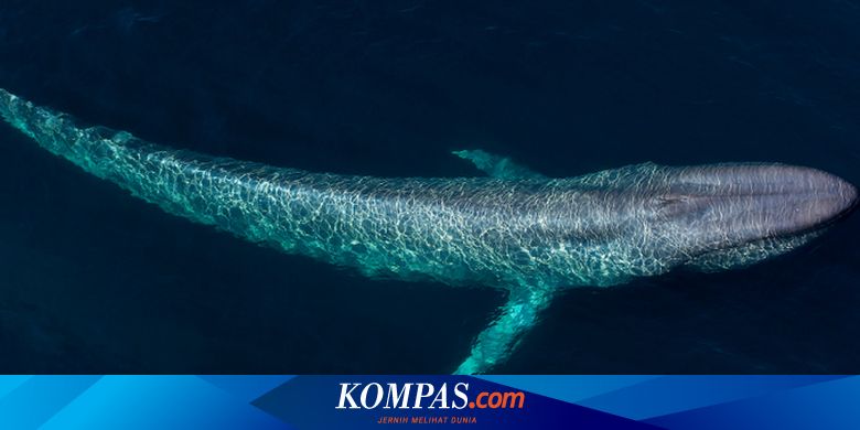 Detail Paus Biru Vs Megalodon Nomer 29