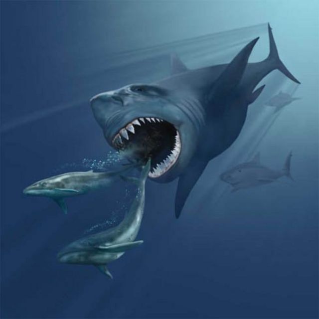 Detail Paus Biru Vs Megalodon Nomer 31