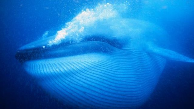 Detail Paus Biru Vs Megalodon Nomer 32