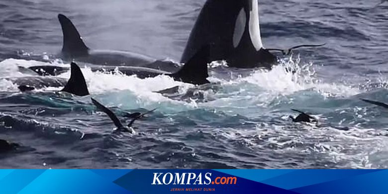 Detail Paus Biru Vs Megalodon Nomer 34