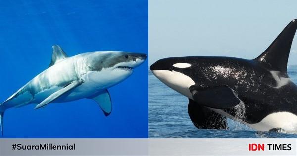 Detail Paus Biru Vs Megalodon Nomer 36