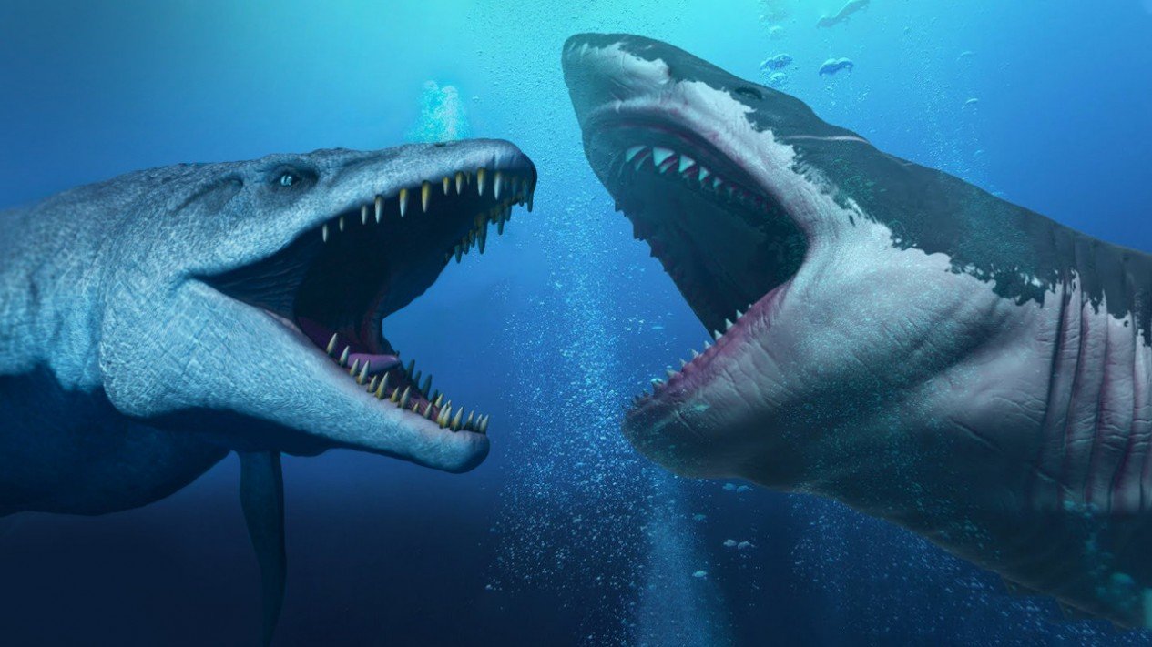 Detail Paus Biru Vs Megalodon Nomer 38