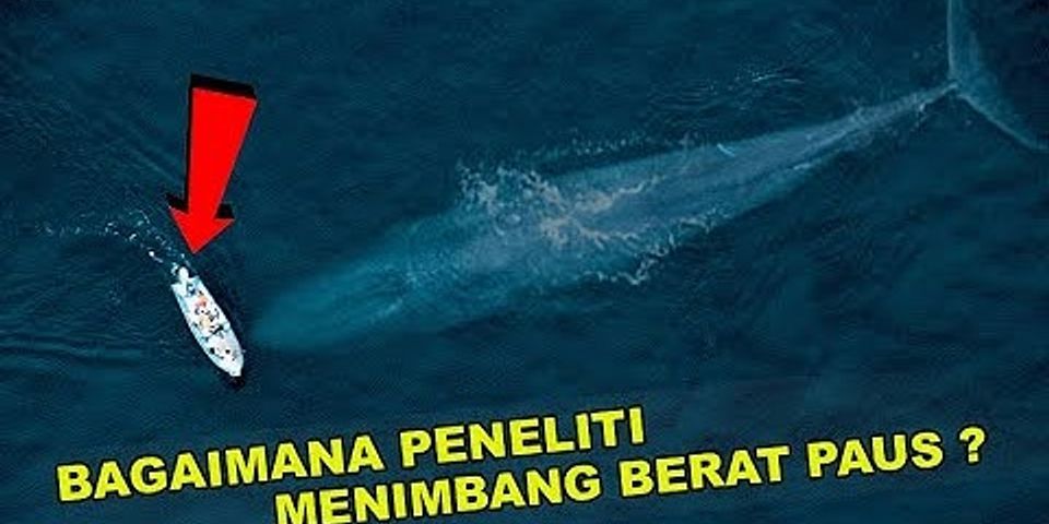 Detail Paus Biru Vs Megalodon Nomer 39