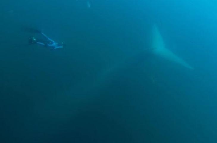 Detail Paus Biru Vs Megalodon Nomer 40