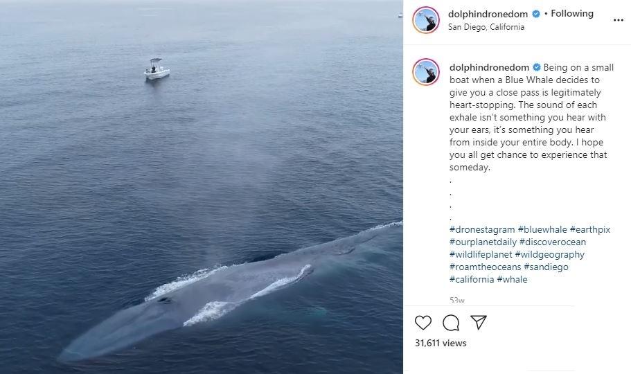 Detail Paus Biru Vs Megalodon Nomer 41