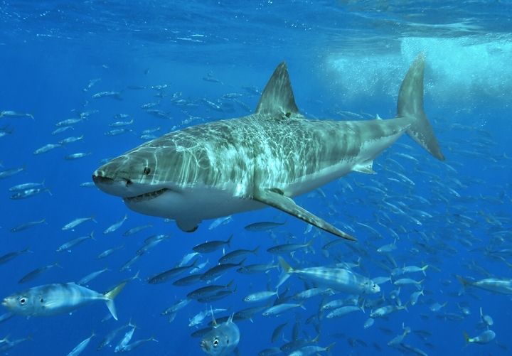 Detail Paus Biru Vs Megalodon Nomer 43
