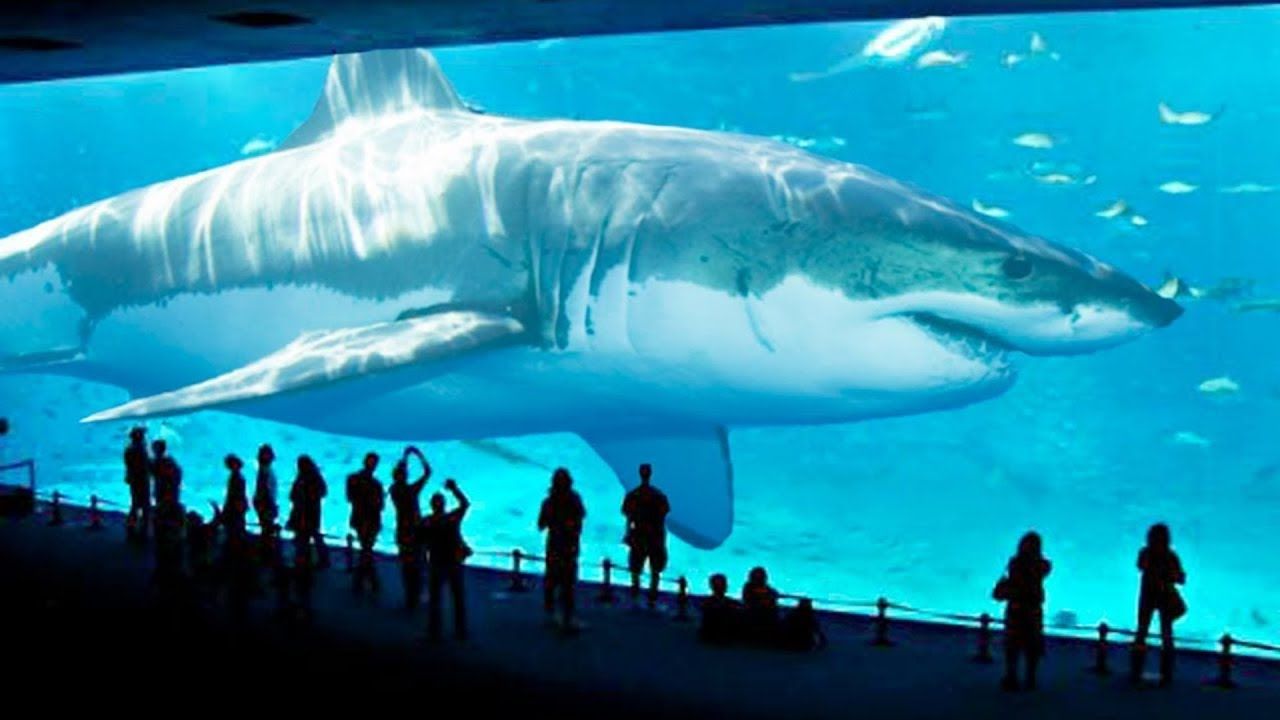Detail Paus Biru Vs Megalodon Nomer 44