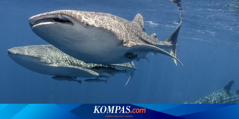 Detail Paus Biru Vs Megalodon Nomer 51