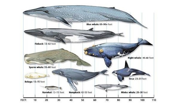 Detail Paus Biru Vs Megalodon Nomer 53