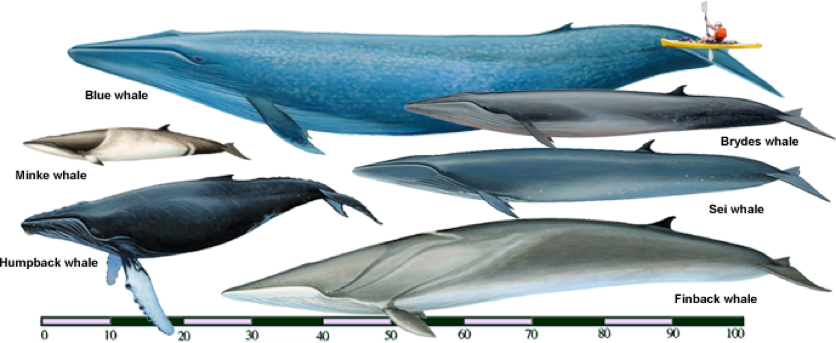 Detail Paus Biru Vs Megalodon Nomer 7