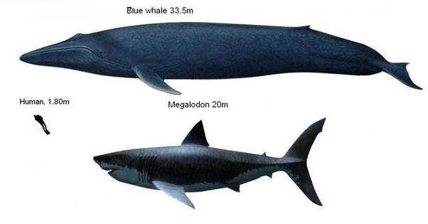 Detail Paus Biru Vs Megalodon Nomer 10