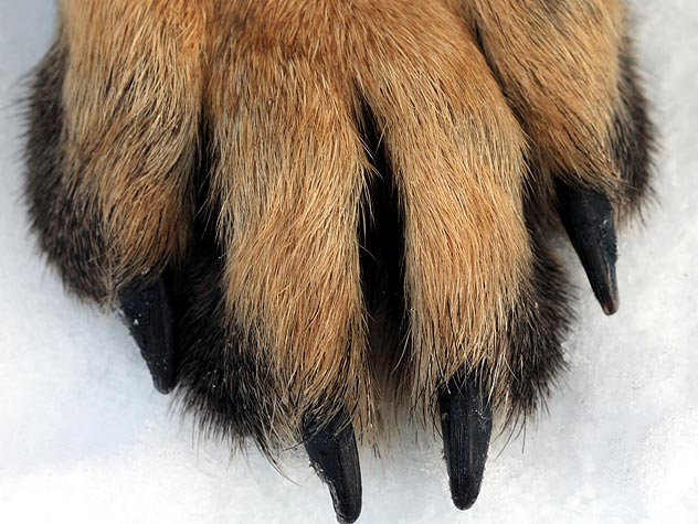 Detail Paw Images Nomer 16