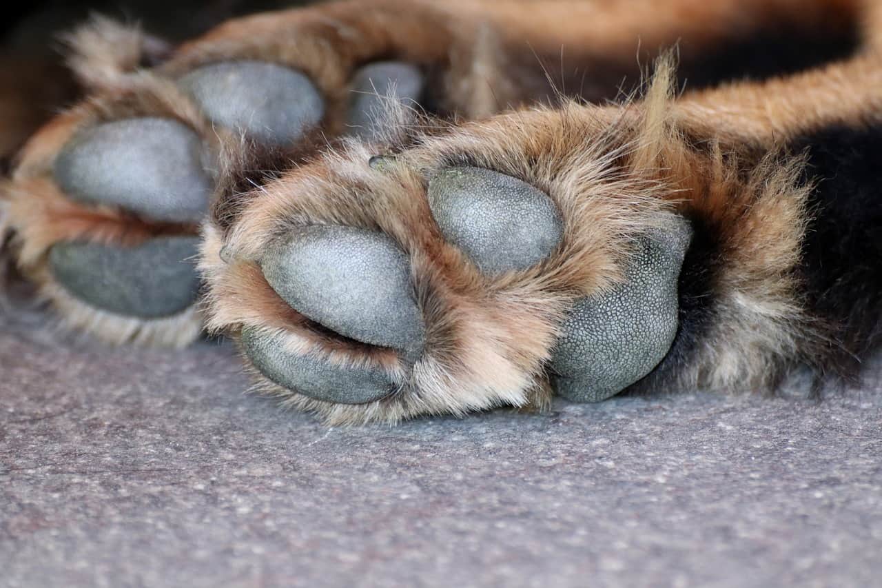 Detail Paw Images Nomer 53