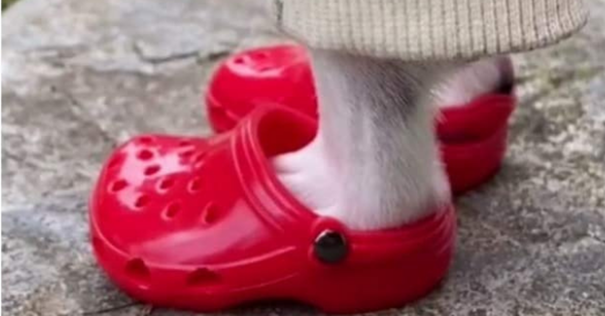 Detail Paw Print Crocs Nomer 45