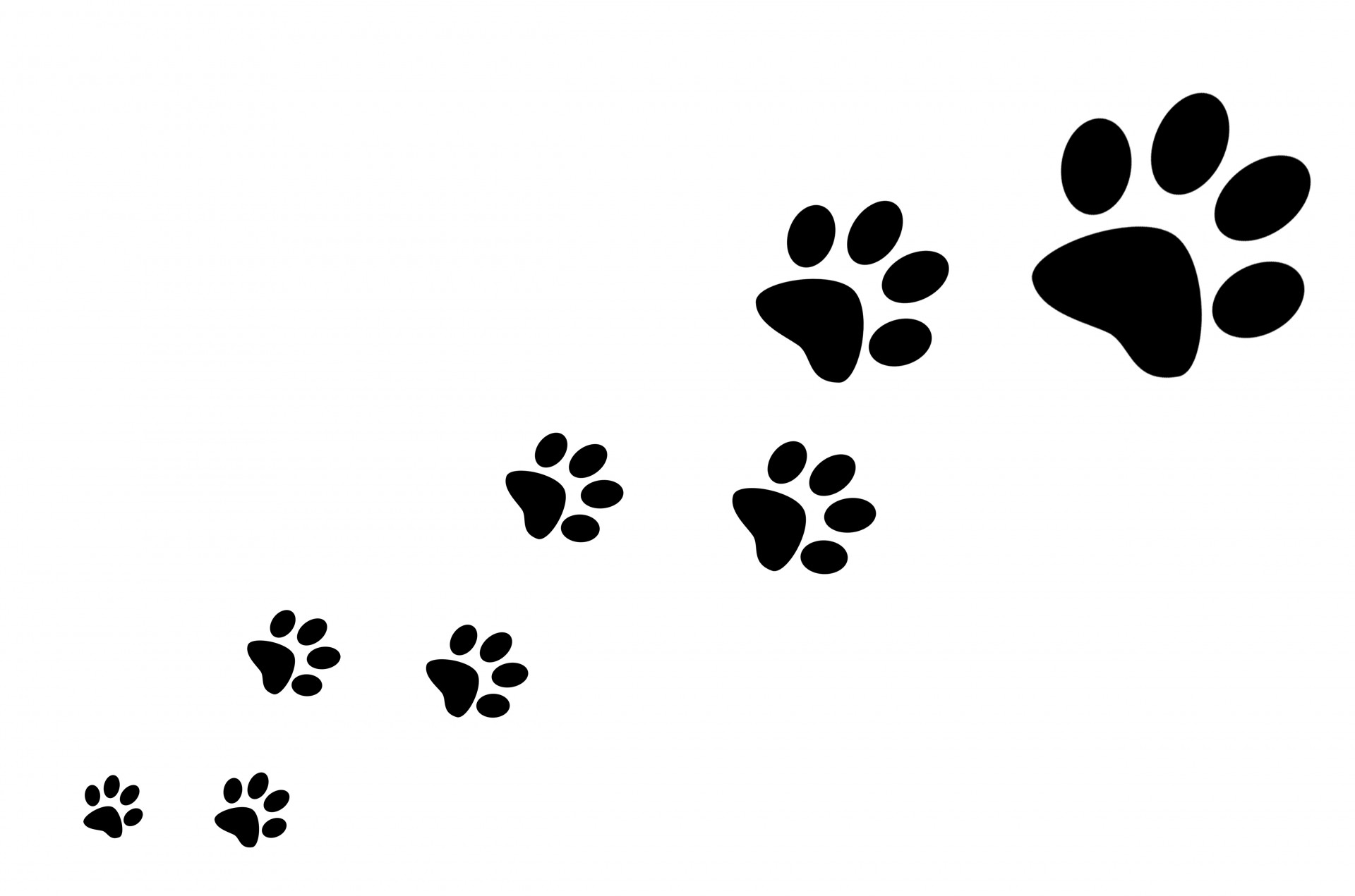 Detail Paw Print Powerpoint Template Nomer 16