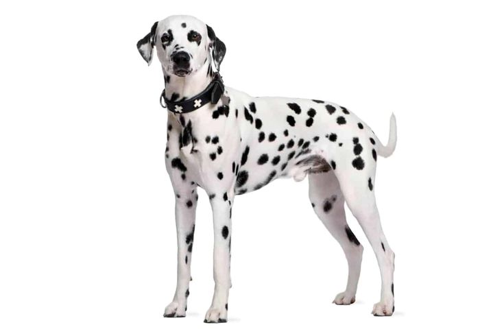 Dalmatiner Terrier - KibrisPDR