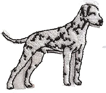 Detail Dalmatiner Terrier Nomer 22