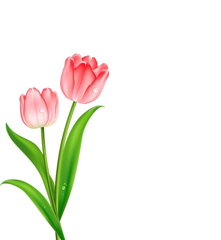 Detail Desktop Hintergrundbilder Tulpen Nomer 13