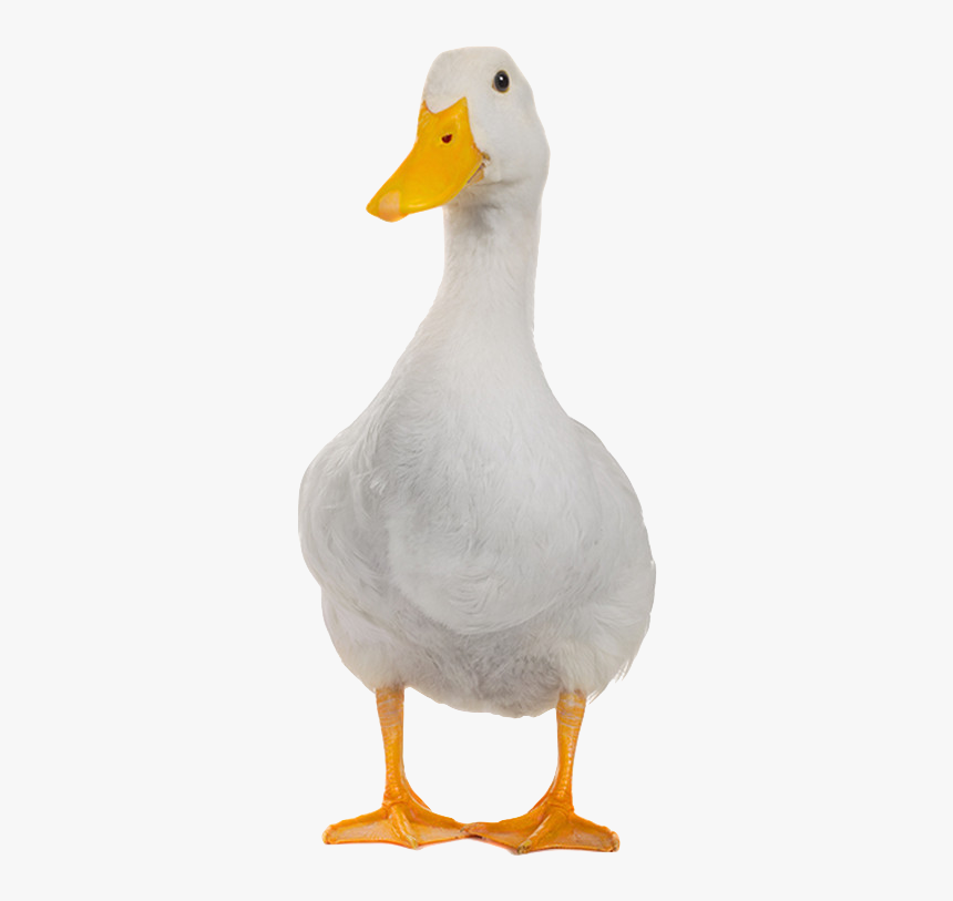 Detail Duck Meme Nomer 7