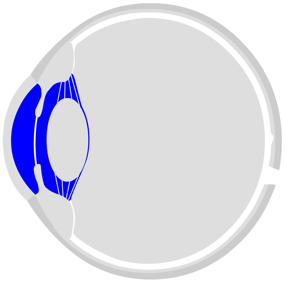 Detail Menschliches Auge Querschnitt Nomer 2