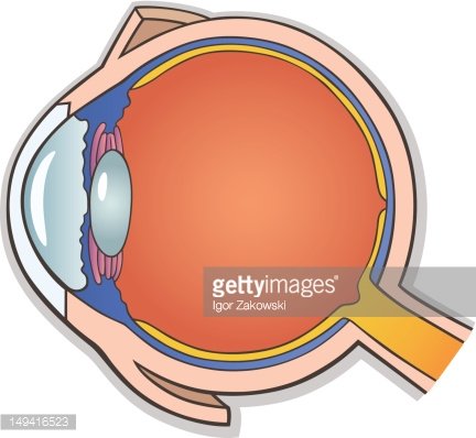Detail Menschliches Auge Querschnitt Nomer 4