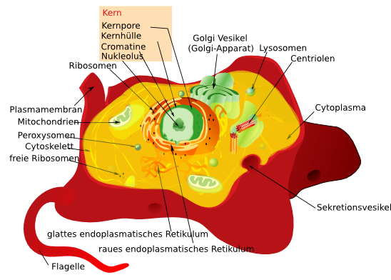 Detail Querschnitt Pflanzenzelle Nomer 4