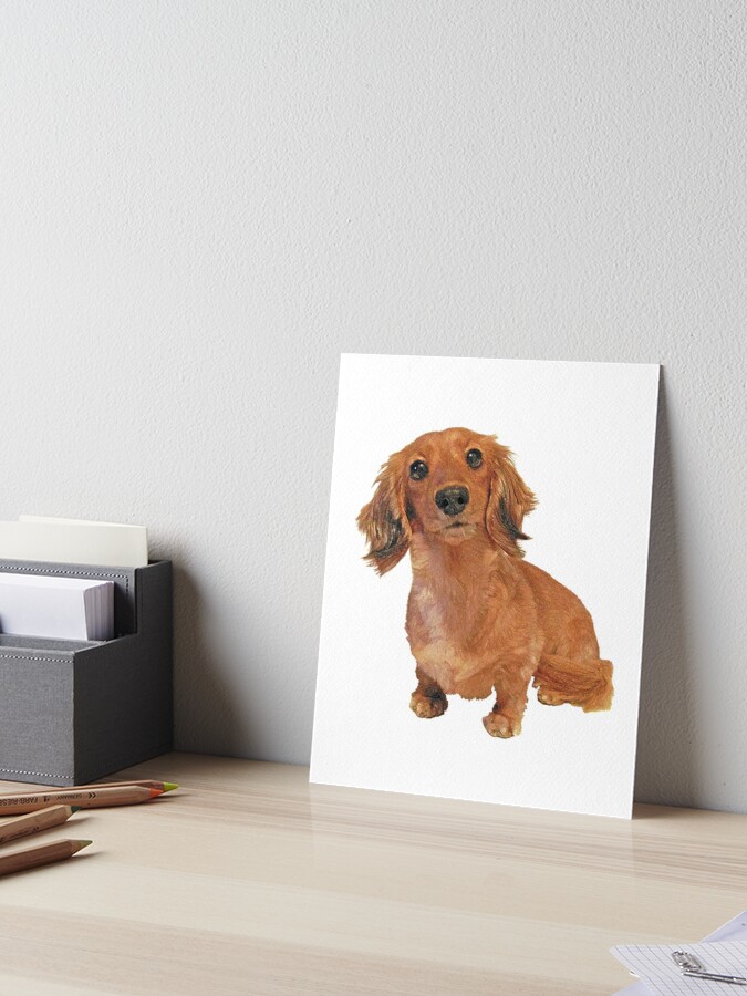 Detail Long Haired Dachshund Painting Nomer 55