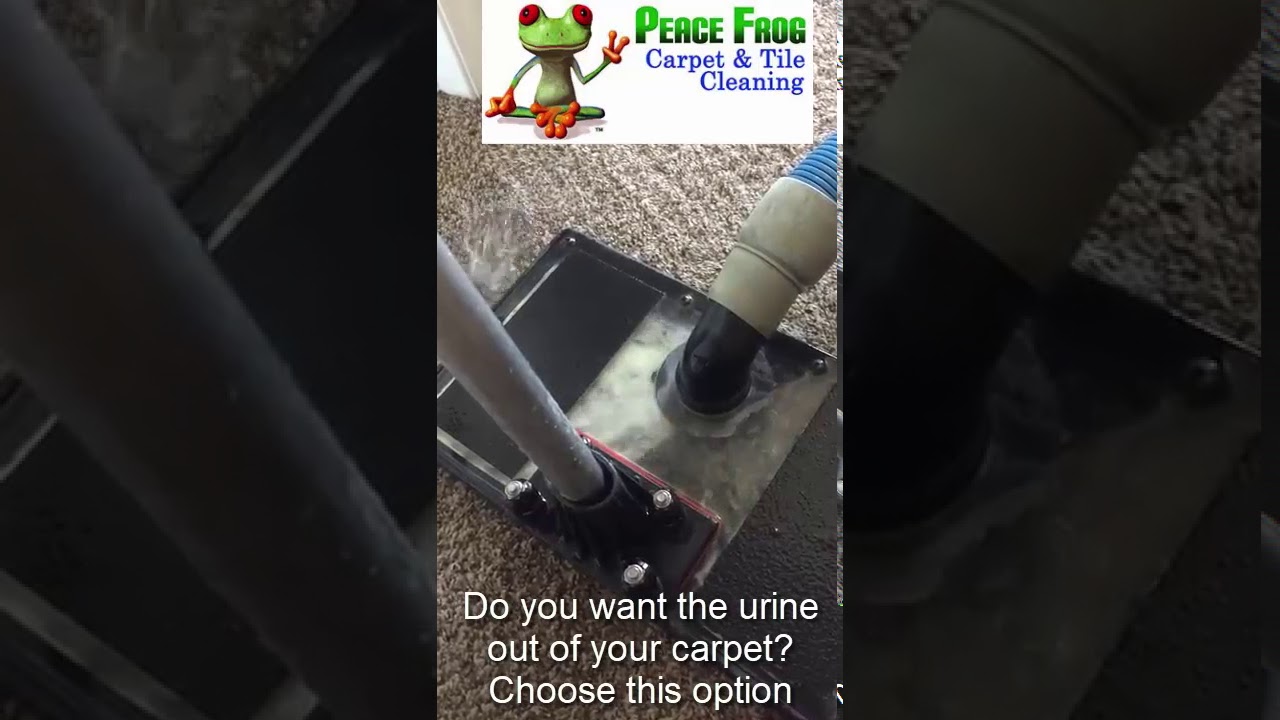 Detail Peace Frog Carpet Cleaning Nomer 40