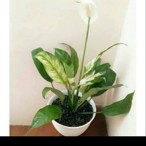 Detail Peace Lily Putih Nomer 14