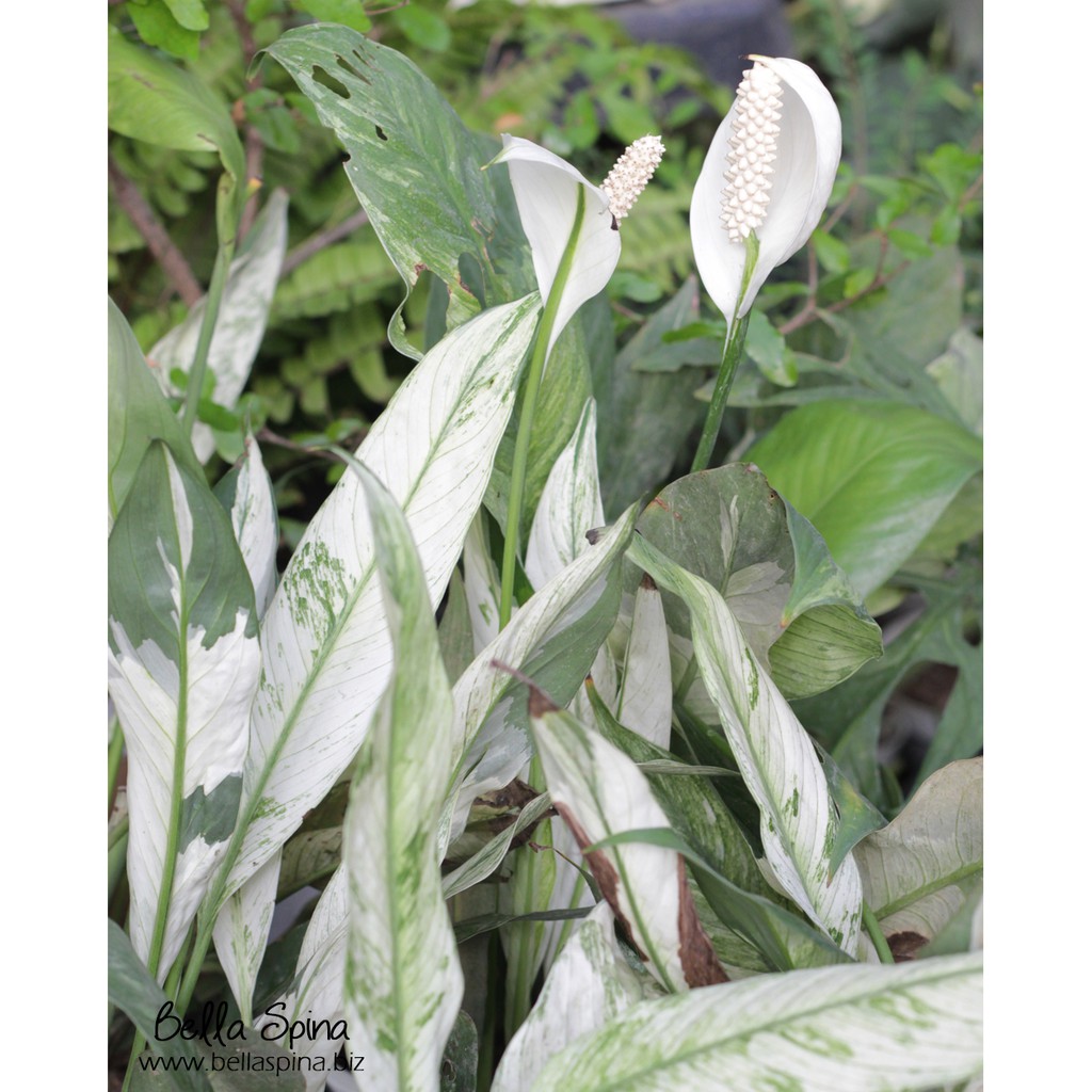 Detail Peace Lily Putih Nomer 15