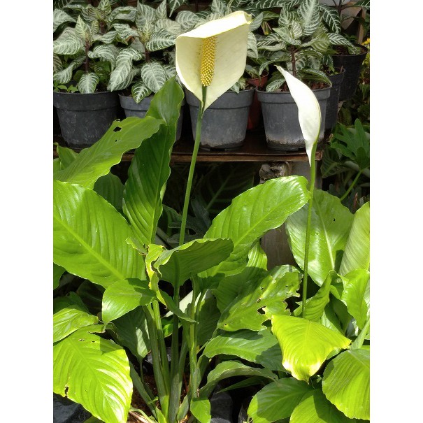 Detail Peace Lily Putih Nomer 20