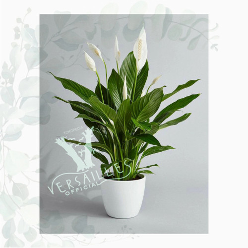 Detail Peace Lily Putih Nomer 39