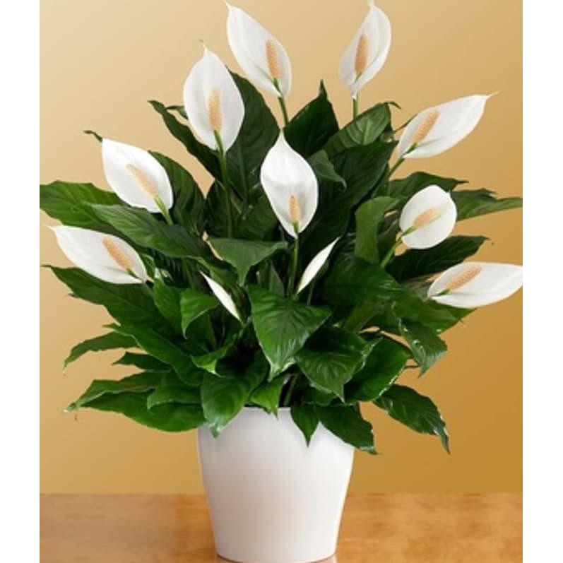 Detail Peace Lily Putih Nomer 6