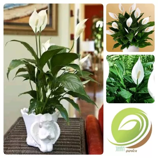 Detail Peace Lily Putih Nomer 49
