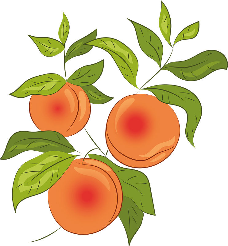 Detail Peach Clipart Nomer 51