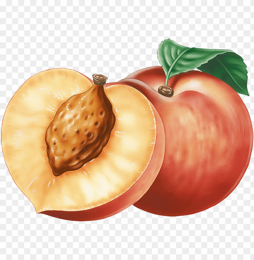 Detail Peach Clipart Png Nomer 21