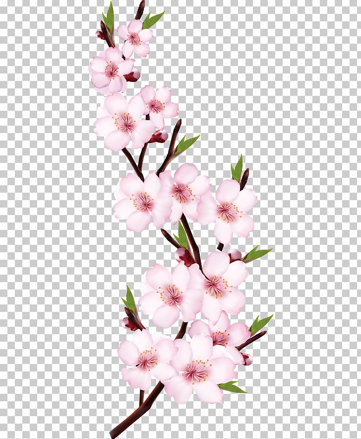 Detail Peach Flower Png Nomer 46