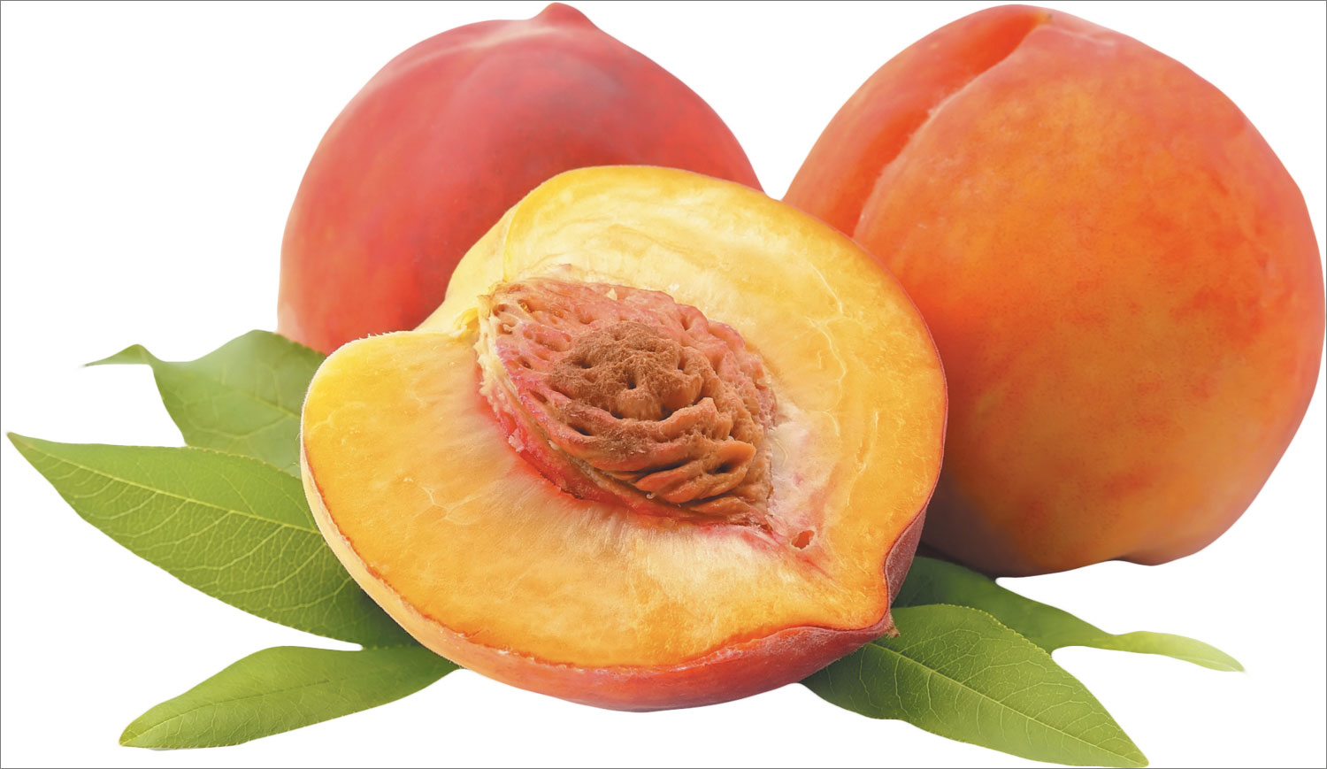 Detail Peach Fruit Images Nomer 14