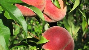 Detail Peach Images Nomer 41