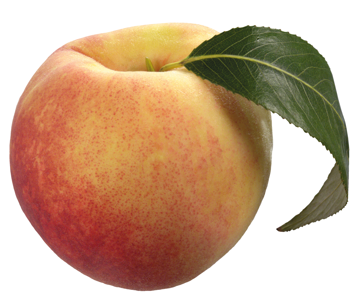 Peach Transparent Background - KibrisPDR