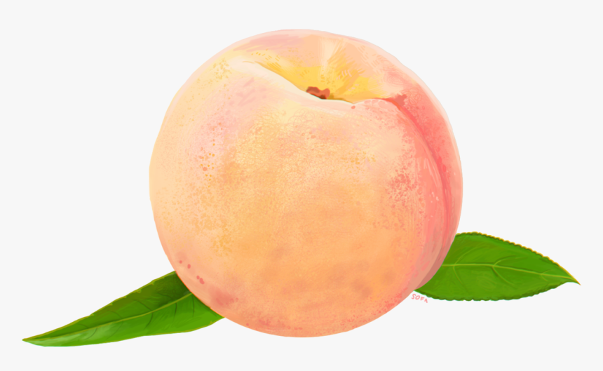 Detail Peach Transparent Background Nomer 13