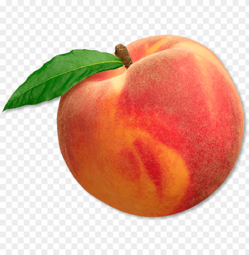 Detail Peach Transparent Background Nomer 4