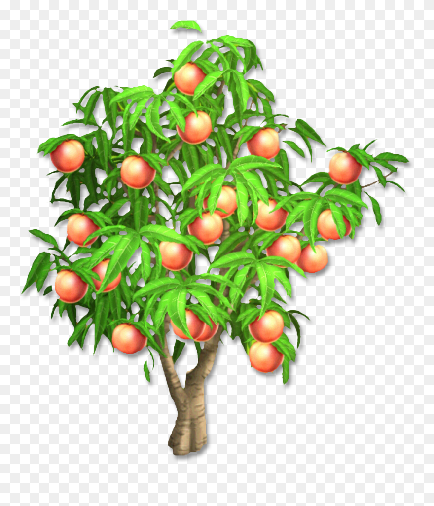 Detail Peach Tree Png Nomer 2