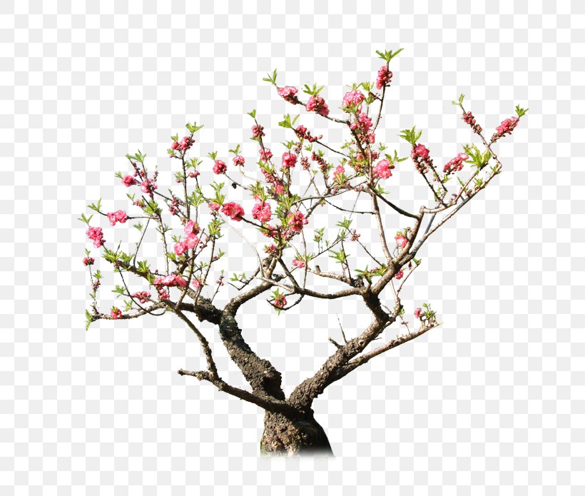 Detail Peach Tree Png Nomer 20