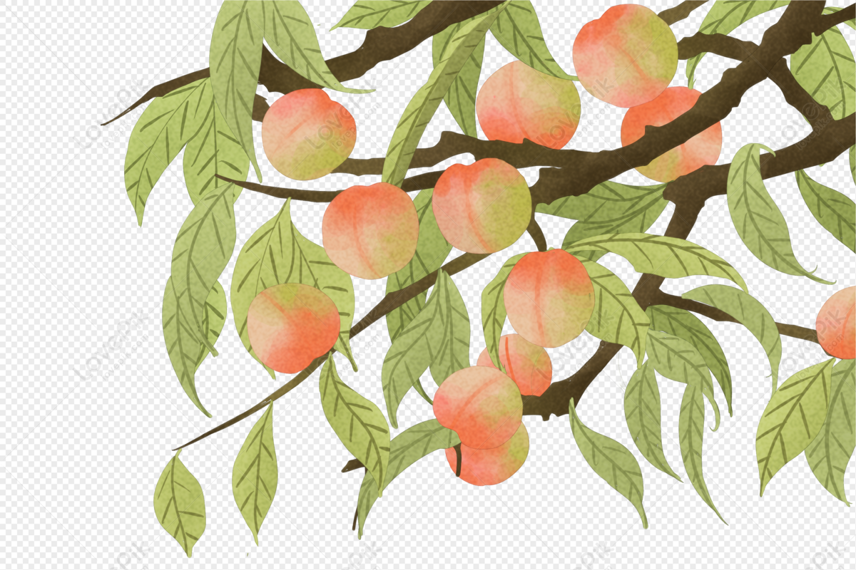 Detail Peach Tree Png Nomer 27