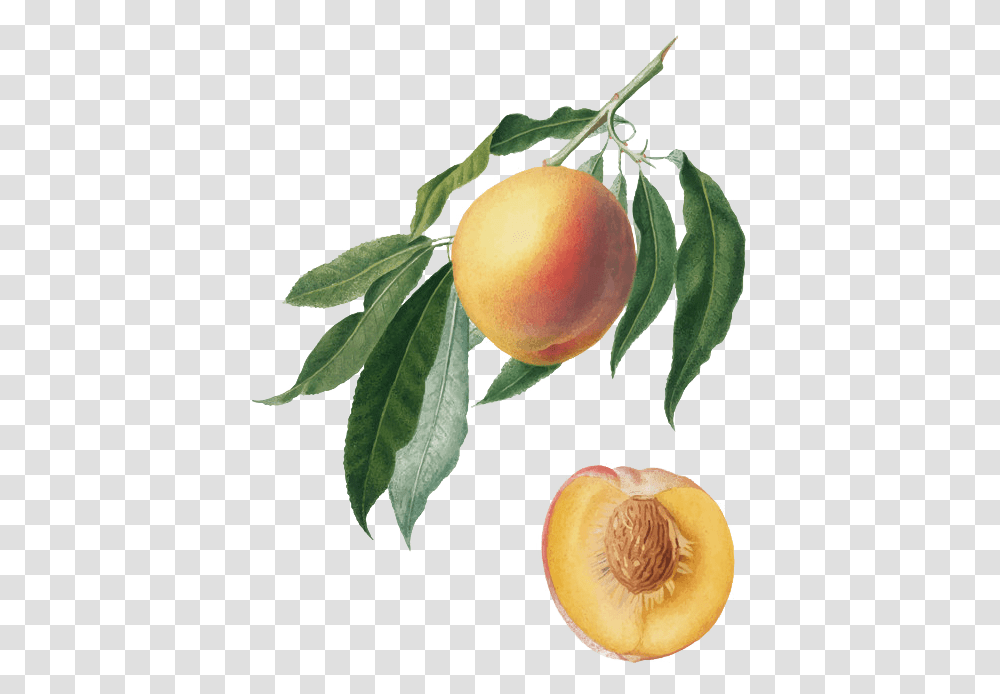 Detail Peach Tree Png Nomer 29