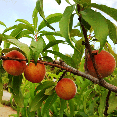 Detail Peach Tree Png Nomer 47