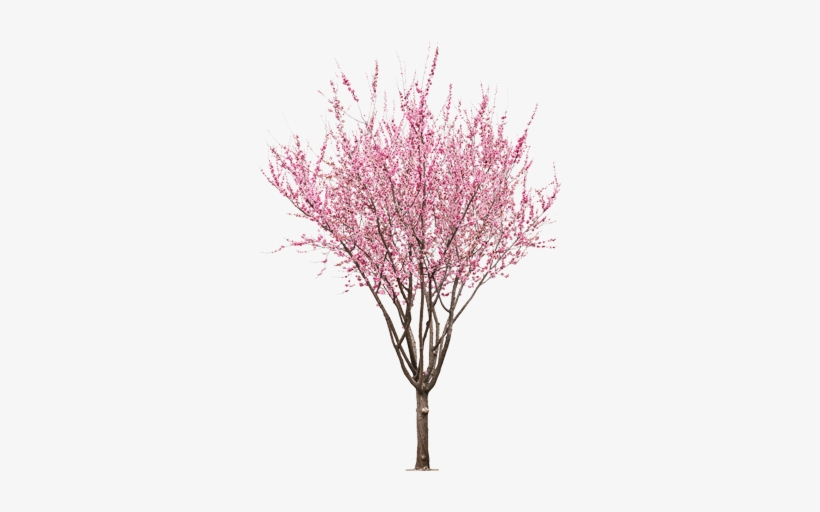 Detail Peach Tree Png Nomer 6